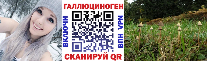 Галлюциногенные грибы Psilocybine cubensis  Судак 